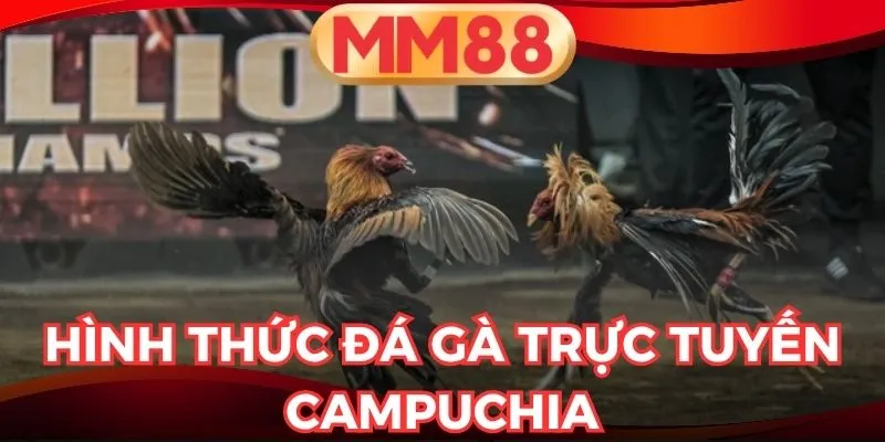 Đá gà trực tuyến Campuchia
